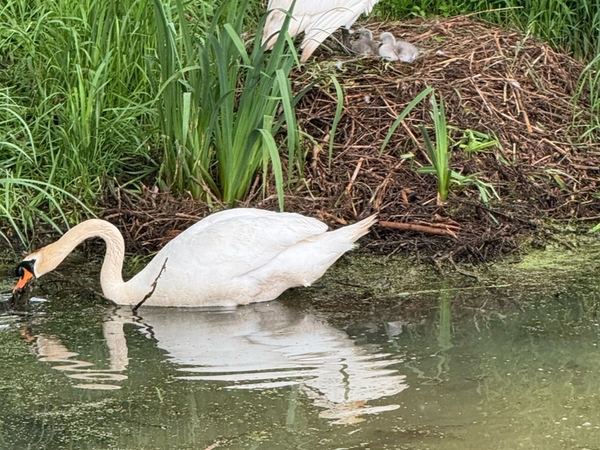 Titelbild Blau 1: Der Schwan – Nachwuchs ist da !!